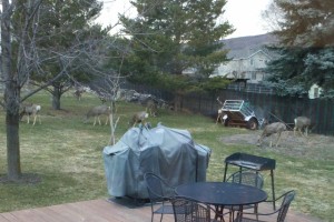 deer in backyard