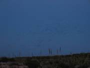 Bats Flying out from Carslbad Caverns at dusk