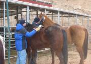 Mark and Brian with Their Horses