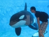 b-shamu-1